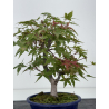Acer palmatum deshojo I-8791 vista 3
