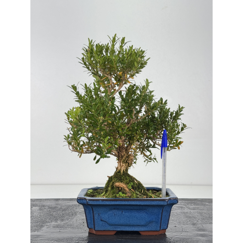 Buxus -boj- harlandii I-8792