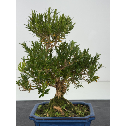 Buxus harlandii I-8792 view 2