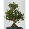 Buxus -boj- harlandii I-8792 vista 3