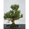 Buxus harlandii I-8792 view 4