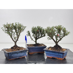 Cotoneaster I-8795