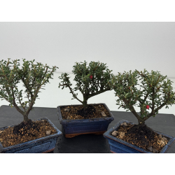 Cotoneaster I-8795 vista 2
