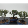 Cotoneaster I-8795 vista 2