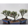 Cotoneaster I-8795 vista 3