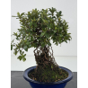 Azalea Sakura-no-Homare I-8796 vista 2