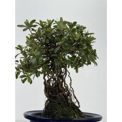 Azalea Sakura-no-Homare I-8796 vista 3