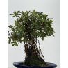 Azalea Sakura-no-Homare I-8796 vista 3