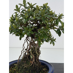 Azalea Sakura-no-Homare I-8796 vista 4