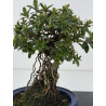 Azalea Sakura-no-Homare I-8796 vista 4