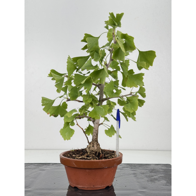 Ginkgo biloba I-8797