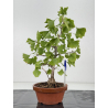 Ginkgo biloba I-8797