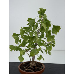 Ginkgo biloba I-8797 vista 2