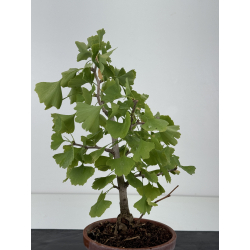 Ginkgo biloba I-8797 vista 3