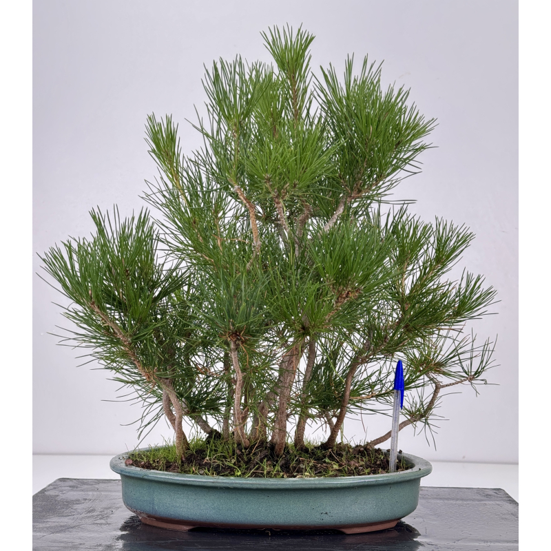 Pinus thunbergii  I-8798