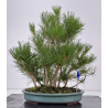 Pinus thunbergii -pino negro japonés- I-8798