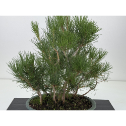 Pinus thunbergii  I-8798 view 2