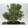 Pinus thunbergii -pino negro japonés- I-8798 vista 2