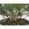 Pinus thunbergii  I-8798 view 3