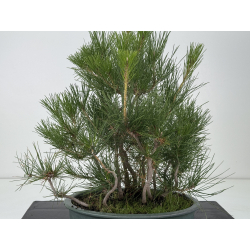 Pinus thunbergii -pino negro japonés- I-8798 vista 4