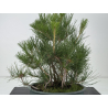 Pinus thunbergii  I-8798 view 4