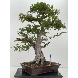 Ulmus -olmo- parvifolia I-8799