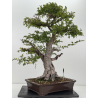 Ulmus -olmo- parvifolia I-8799