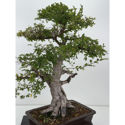 Ulmus parvifolia I-8799 view 2