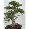 Ulmus -olmo- parvifolia I-8799 vista 2