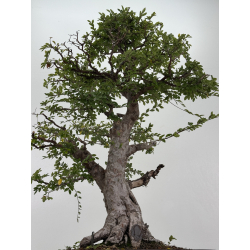 Ulmus -olmo- parvifolia I-8799 vista 3