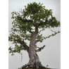 Ulmus parvifolia I-8799 view 3