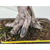 Ulmus -olmo- parvifolia I-8799 vista 4