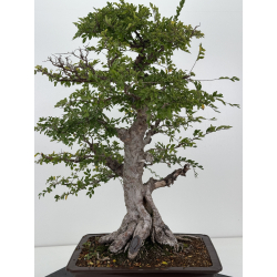 Ulmus -olmo- parvifolia I-8799 vista 5