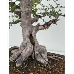 Ulmus -olmo- parvifolia I-8799 vista 6