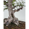 Ulmus parvifolia I-8799 view 6