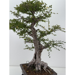 Ulmus -olmo- parvifolia I-8799 vista 7