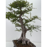 Ulmus -olmo- parvifolia I-8799 vista 7