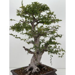Ulmus parvifolia I-8799 view 8
