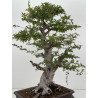 Ulmus -olmo- parvifolia I-8799 vista 8