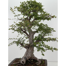 Ulmus -olmo- parvifolia I-8799 vista 9