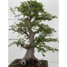 Ulmus parvifolia I-8799 view 9