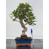 Ficus retusa I-8800