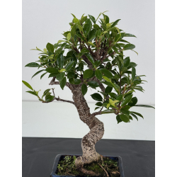Ficus retusa I-8800 vista 2