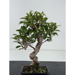 Ficus retusa I-8800 vista 3