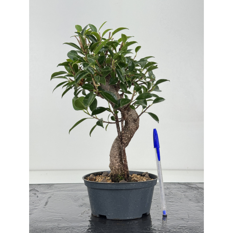 Ficus retusa I-8802
