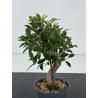 Ficus retusa I-8802 vista 2