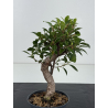 Ficus retusa I-8802 vista 3