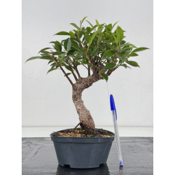 Ficus retusa I-8801