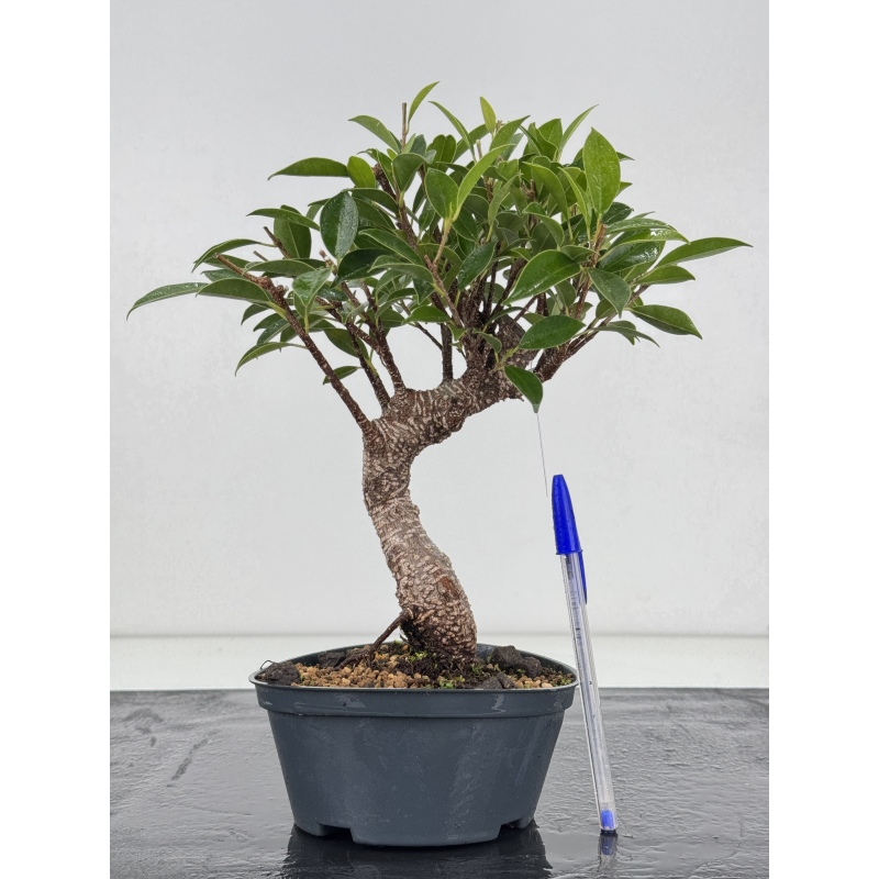 Ficus retusa I-8801