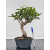 Ficus retusa I-8801